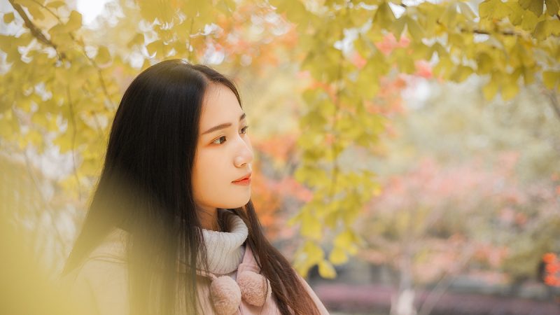学校的银杏-